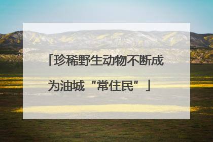 珍稀野生动物不断成为油城“常住民”