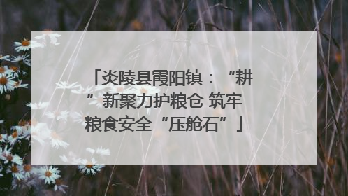 炎陵县霞阳镇：“耕”新聚力护粮仓 筑牢粮食安全“压舱石”