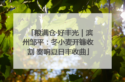 粮满仓·好丰光｜滨州邹平：冬小麦开镰收割 奏响夏日丰收曲