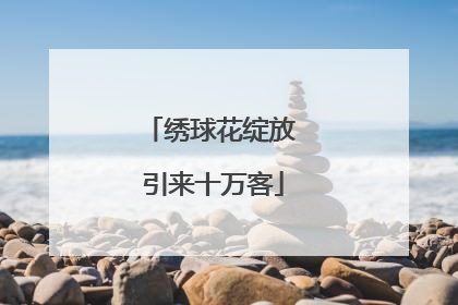 绣球花绽放 引来十万客