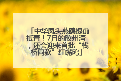 中华凤头燕鸥提前抵青！7月的胶州湾，还会迎来首批“栈桥同款”红嘴鸥