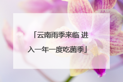 云南雨季来临 进入一年一度吃菌季