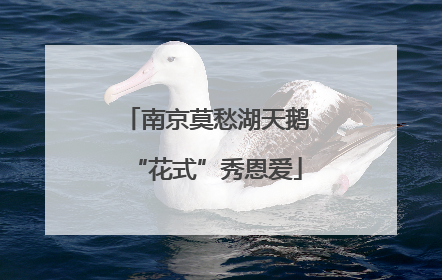 南京莫愁湖天鹅“花式”秀恩爱