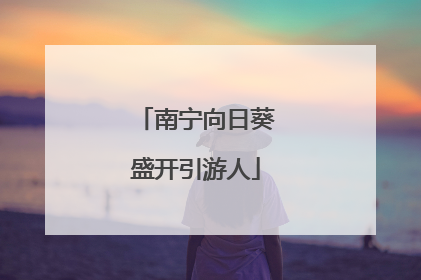 南宁向日葵盛开引游人