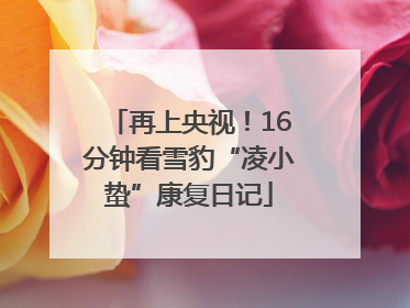 再上央视！16分钟看雪豹“凌小蛰”康复日记