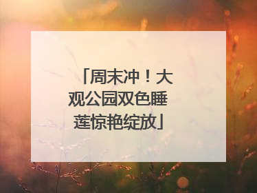 周末冲！大观公园双色睡莲惊艳绽放