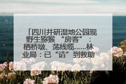 四川井研湿地公园现野生猕猴 “房客”：栖桥墩、荡线缆……林业局：已“请”到救助站，将放归自然