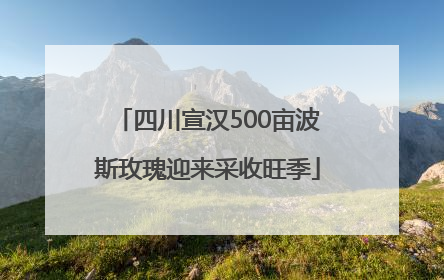 四川宣汉500亩波斯玫瑰迎来采收旺季