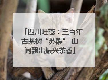 四川旺苍：三百年古茶树“苏醒” 山间飘出振兴茶香