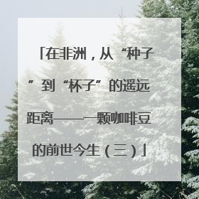 在非洲，从“种子”到“杯子”的遥远距离——一颗咖啡豆的前世今生（三）