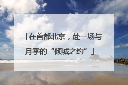 在首都北京，赴一场与月季的“倾城之约”