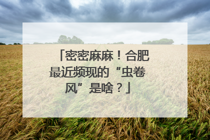 密密麻麻！合肥最近频现的“虫卷风”是啥？