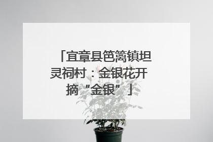 宜章县笆篱镇坦灵祠村：金银花开摘“金银”