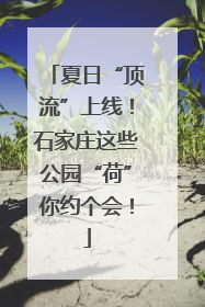 夏日“顶流”上线！石家庄这些公园“荷”你约个会！