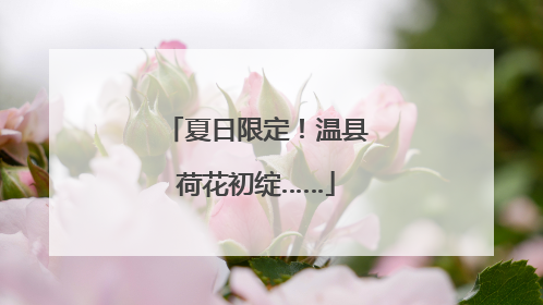 夏日限定！温县荷花初绽……
