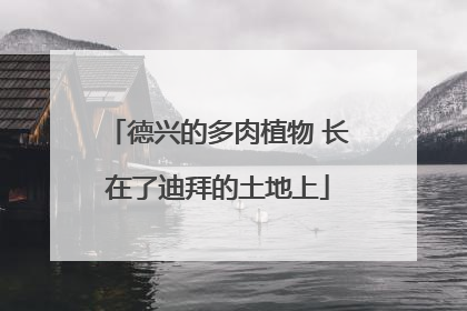德兴的多肉植物 长在了迪拜的土地上
