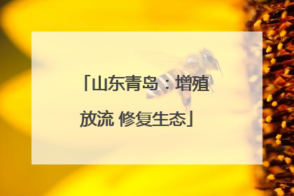 山东青岛：增殖放流 修复生态