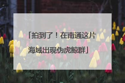 拍到了！在南通这片海域出现伪虎鲸群