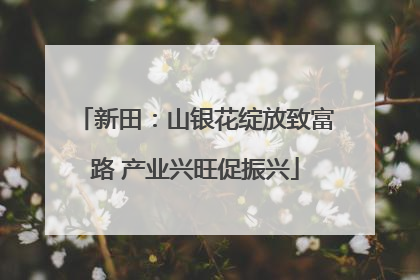 新田：山银花绽放致富路 产业兴旺促振兴