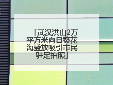 武汉洪山2万平方米向日葵花海盛放吸引市民驻足拍照