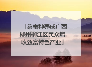 桑蚕种养成广西柳州柳江区民众增收致富特色产业