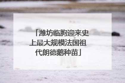 潍坊临朐迎来史上最大规模法国祖代朗德鹅种苗