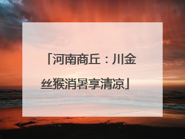 河南商丘：川金丝猴消暑享清凉