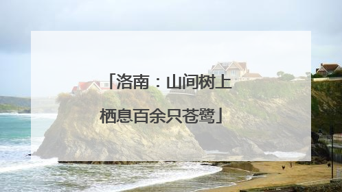 洛南：山间树上栖息百余只苍鹭