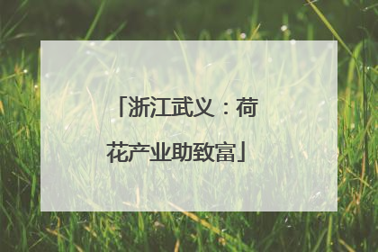 浙江武义：荷花产业助致富