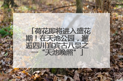 荷花即将进入盛花期！在天池公园，邂逅四川宜宾古八景之一“天池晚照”