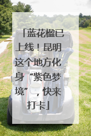 蓝花楹已上线！昆明这个地方化身“紫色梦境”，快来打卡