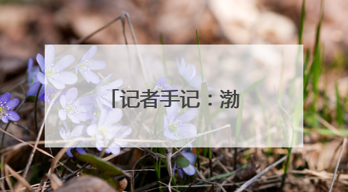 记者手记：渤海湾畔盐碱滩变身“新粮仓”