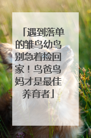 遇到落单的雏鸟幼鸟别急着捡回家！鸟爸鸟妈才是最佳养育者