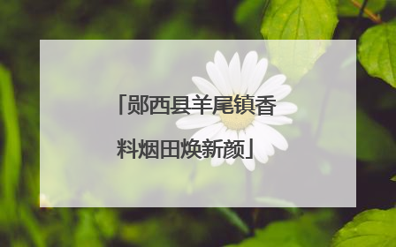 郧西县羊尾镇香料烟田焕新颜