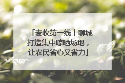 麦收第一线丨聊城打造集中晾晒场地，让农民省心又省力