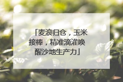 麦浪归仓，玉米接棒，精准滴灌唤醒沙地生产力
