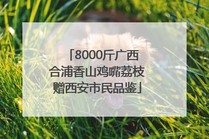 8000斤广西合浦香山鸡嘴荔枝赠西安市民品鉴